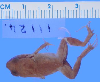 Media type: image; Herpetology A-11124